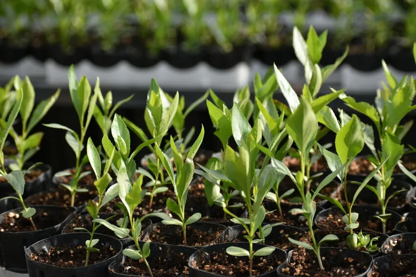 Seedlings sprouting